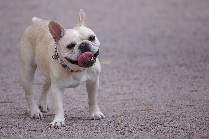 Animals that are so inbred to meet a certain 'breed standard' that they are a walking vet bill from birth. Brachycephalic dog breeds such as French Bulldogs being an example.
