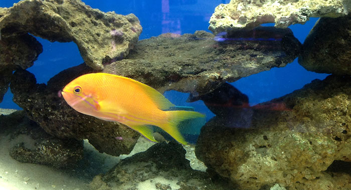 Most saltwater fish if they aren't willing to put in the effort, and certain species that just can't be kept in captivity even with the effort.

90% of saltwater fish you see in the store except for most clowns, some tangs, some seahorses, and I think maybe cardinal fish are all wild caught.

More than any other pet, when you take home a saltwater fish you have purchased a piece of the environment and you should treat it with every bit of respect it deserves.