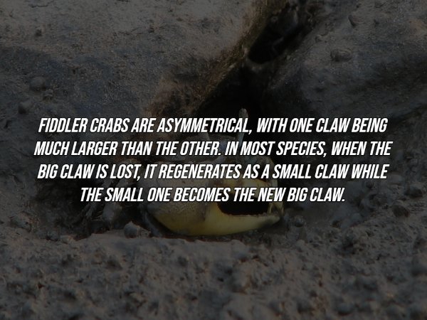 20 Cool Facts to Chew On
