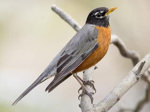 I thought Robins (the birds) came out of hibernation at Christmas time because that’s when you see them on cards and stuff in the UK. I did not realize for a verrrry long time that you, in fact, see them all the time, like normal birds.