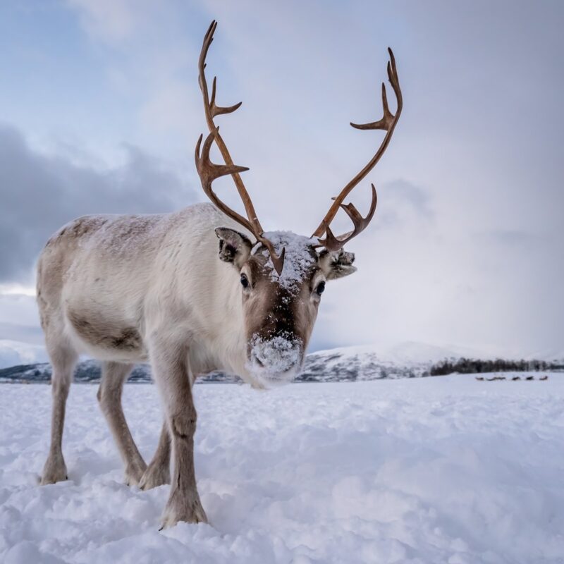 Reindeer are real animals. When I found out about Father Christmas I thought that meant reindeer weren’t real. I was very much an adult when I was very confused (and excited) to see one in real life.
