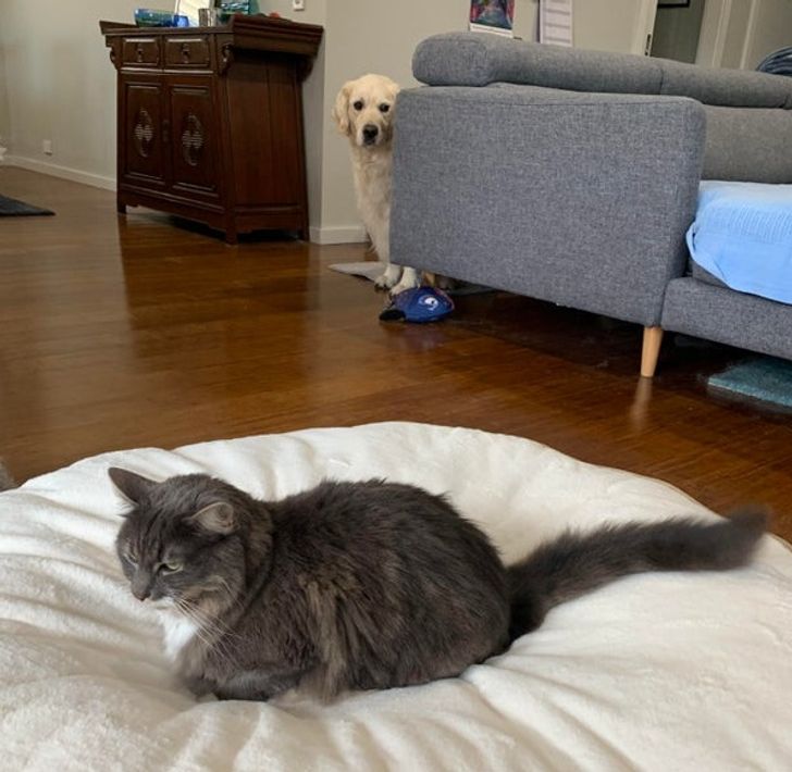 “We picked up the new bed for the dog today.”