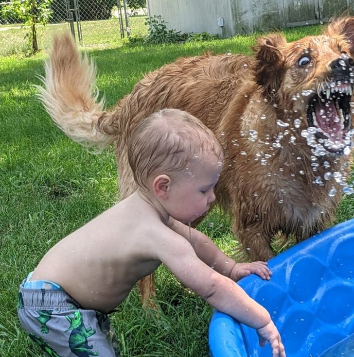 “The dog looks like it’s going through a traumatizing event.”