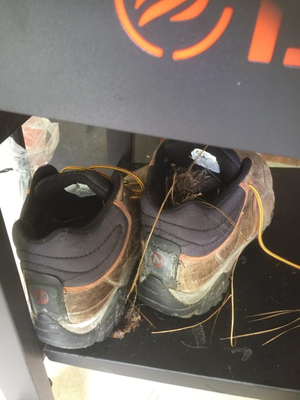 “Left my yard boots outside for one week and a bird made a home in one. I just can’t bring myself to undo all that work.”