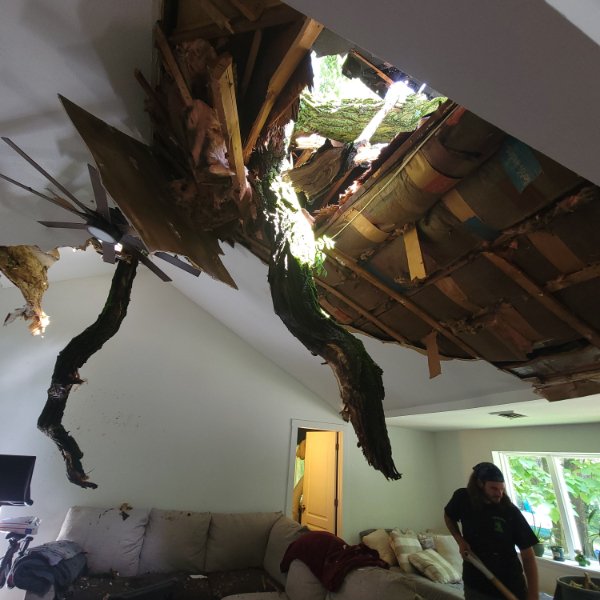 “Yesterday our neighbor’s 80′ locust tree gave us some live edge sky lights, a great view of the stars, and that Rainforest Cafe atmosphere that our living room had just always been missing. No injuries, dogs pissed the bed, life goes on…”