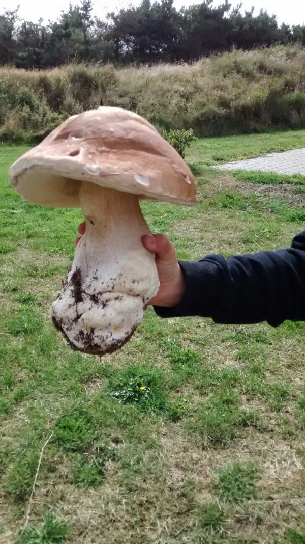 That is a HUGE shroom.