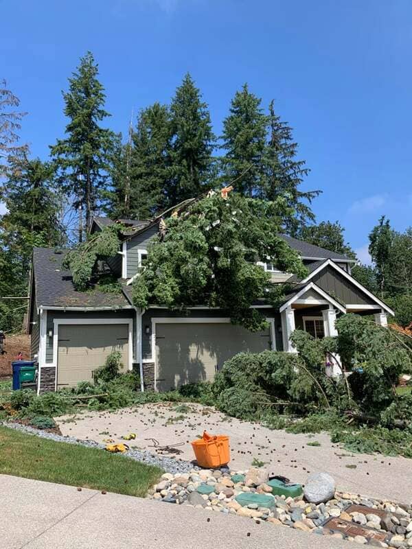 Neighbors hired someone to cut some trees down…
