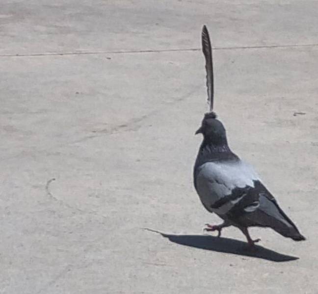 “I found a pigeon with one feather sticking out of its head.”