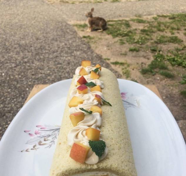 “A rabbit photobombed my picture of the dessert I made.”