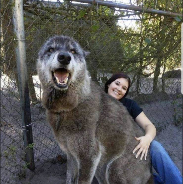 This dog was left at a kill shelter, but was rescued by a sanctuary. When they tested his DNA, they found that he is 87.5% Gray Wolf, 8.6% Siberian Husky, and 3.9% German Shepherd.