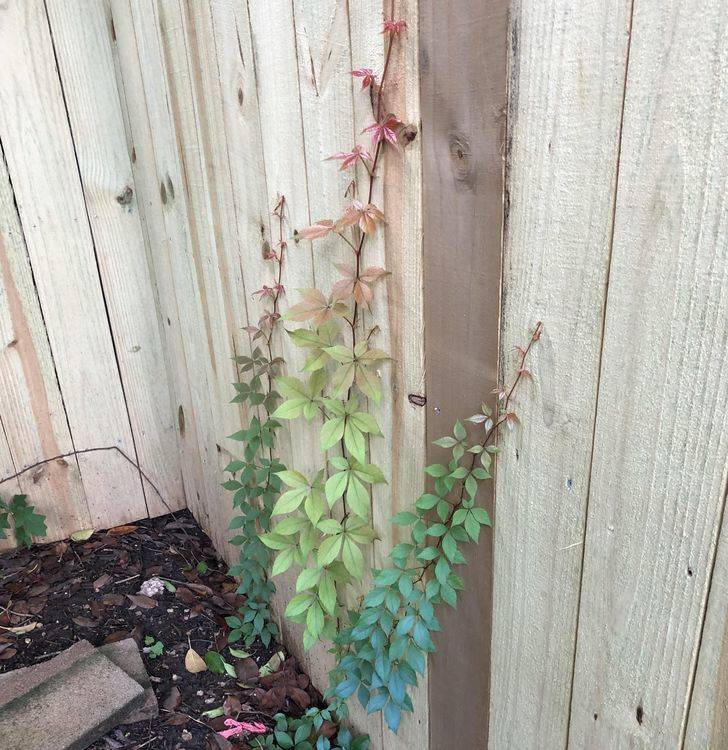 “This rainbow vine started growing in my backyard.”