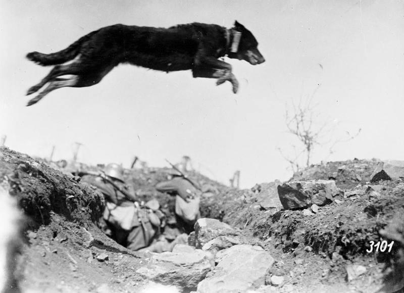 A German messenger dog leaps a trench, possibly near Sedan during a training session, May 1917. Two stormtroopers are just visible in the trench behind and beneath the dog.