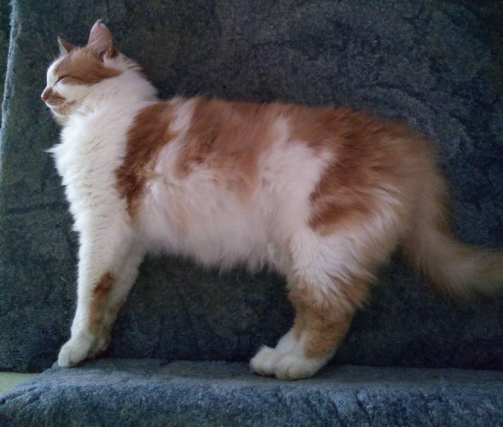 “My cat fell asleep looking like he was standing up.”
