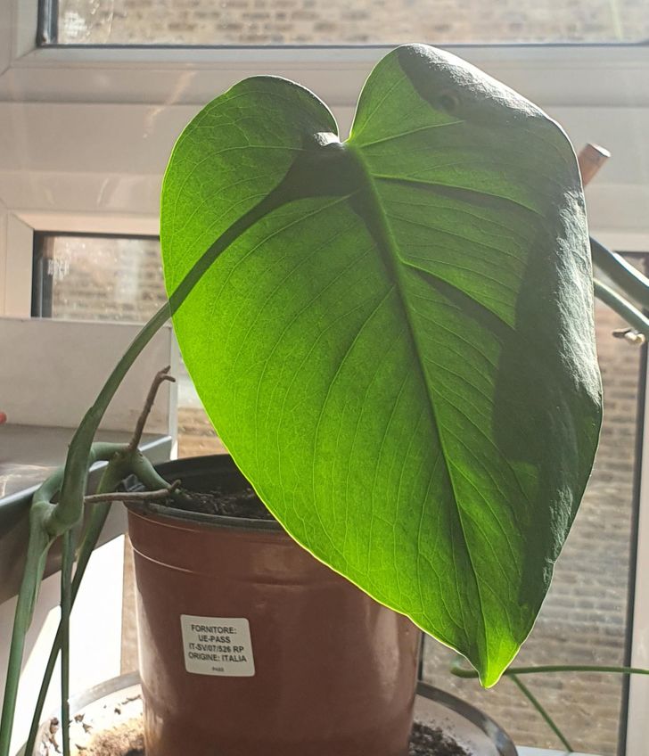 “The shadow on this plant connected with the stalk makes it look like it’s facing the other way.”