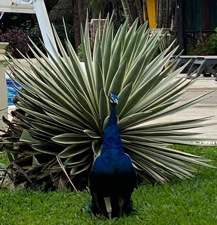 “A peacock with no plumage, standing in front of an aloe plant.”