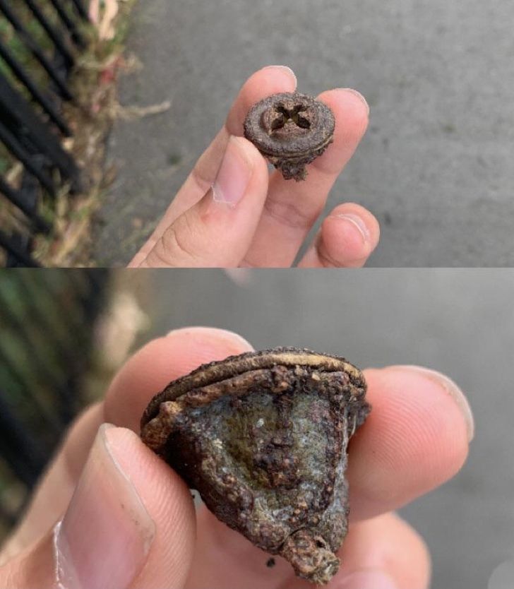 “This seed I found from a tree in San Francisco looks exactly like a rusty screw from above.”