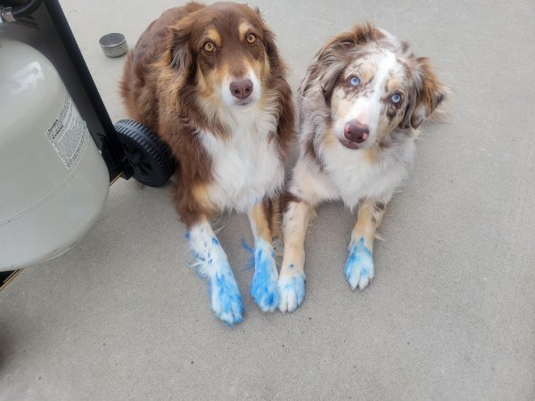 “My dogs decided to eat a pen today…”