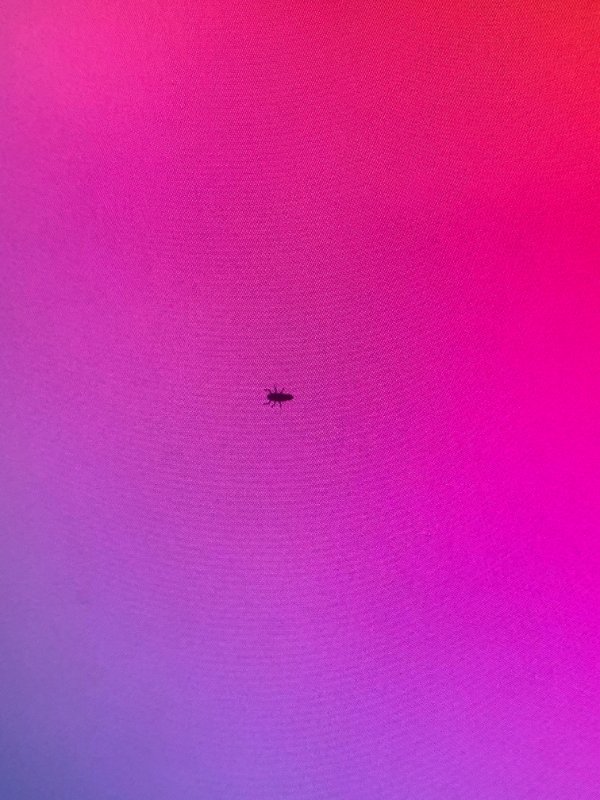 “Tiny bug decided to crawl inside my £350 monitor and die.”