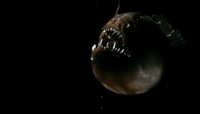 There are so many angler fish in the ocean that when the US Navy was developing sonar, they observed the ocean floor making vertical migrations daily. Turns out, it was just a LAYER of angler fish between the vessel and the ocean floor.