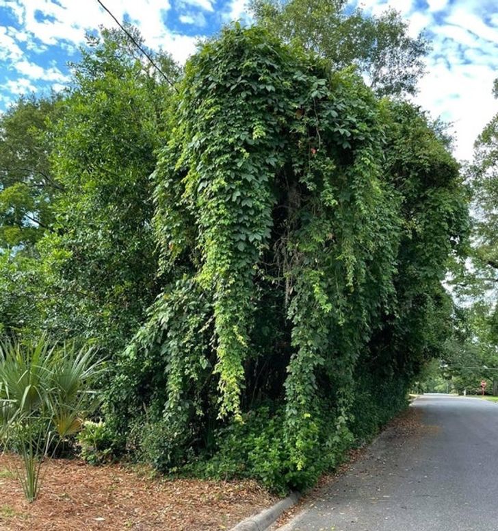 “These vines in my neighborhood look like an elephant.”