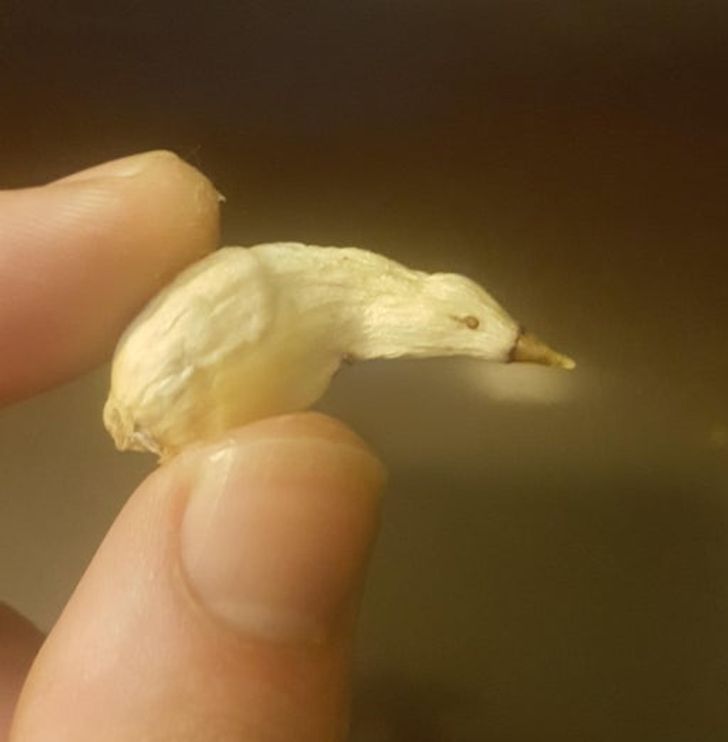 “Shriveled garlic kind of looks like a bird with no legs.”