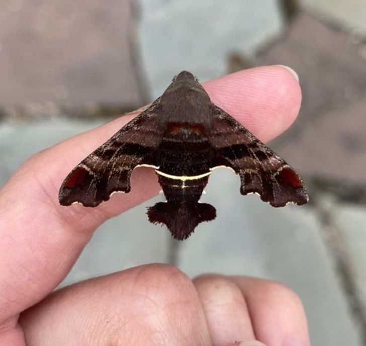 “This moth looks like a fighter jet.”