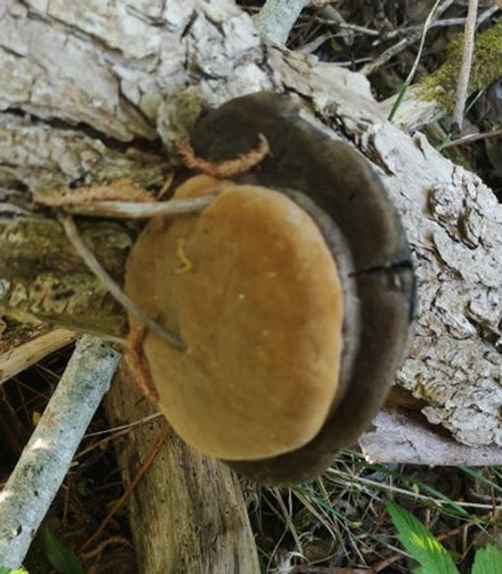 “Found this cheeseburger-looking mushroom growing on a trunk yesterday.”