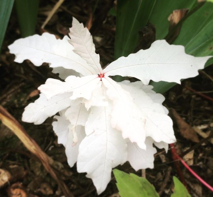 A white flower? No, it’s an albino oak plant.