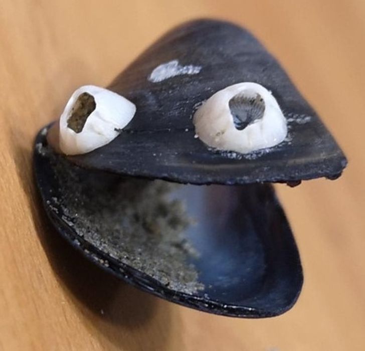 “I found a mussel with natural googly eyes.”