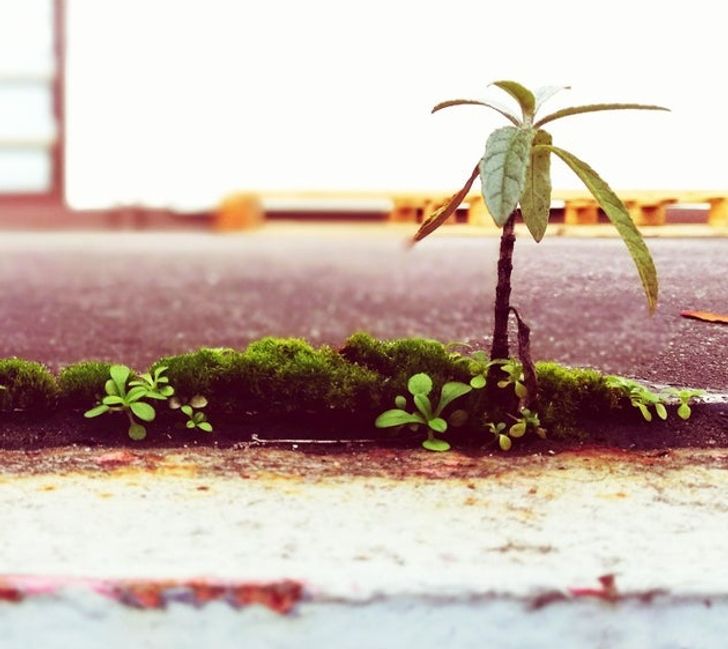 “Found a patch of moss behind a loading dock that looks like a tiny tropical island with a palm tree.”