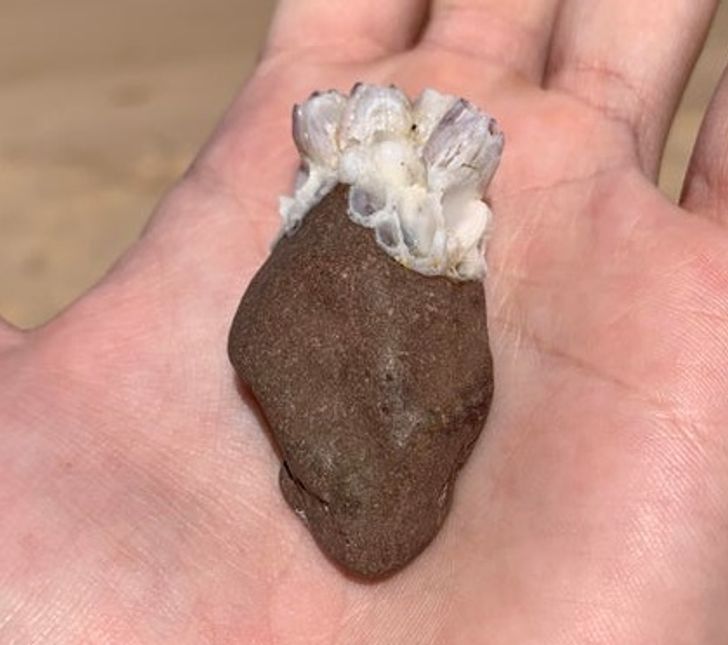 “A heart-shaped rock with coral arteries I found at the beach.”