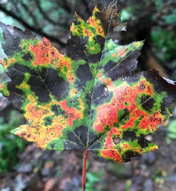 “I found this leaf that looks like a weather radar.”