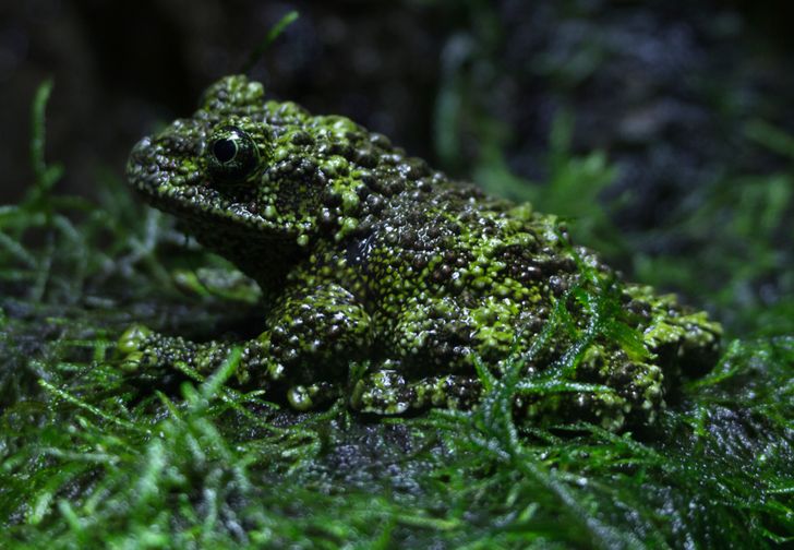 A frog that looks like moss.