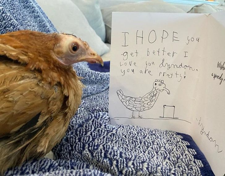 This poor chicken got a “get well soon” card.