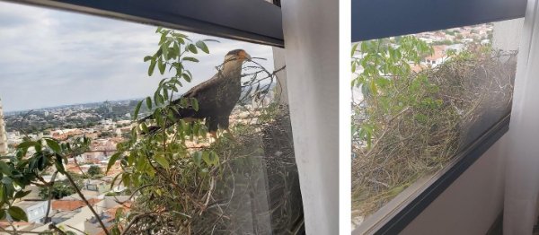 “Two eagles have decided to build a nest right outside my grandma’s window on the 12th floor.”