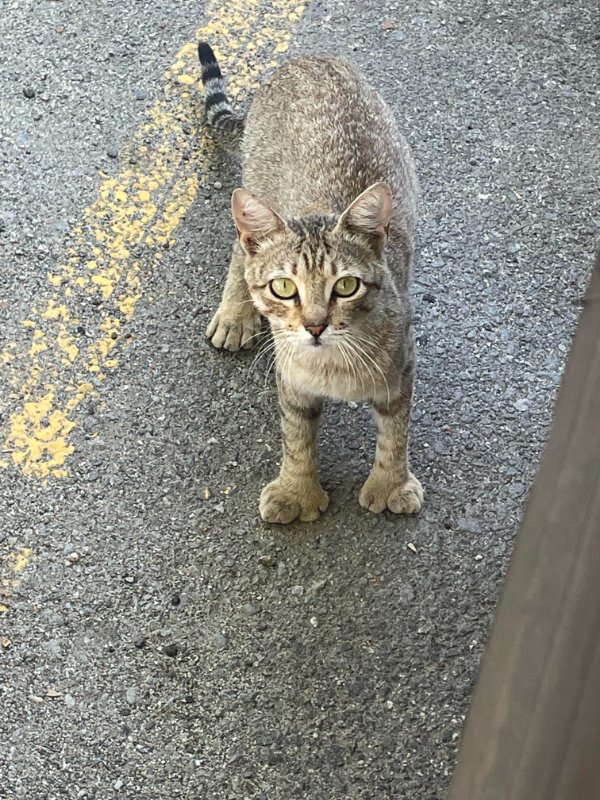 “This cat that lives at the parking lot at my job has extra toes.”