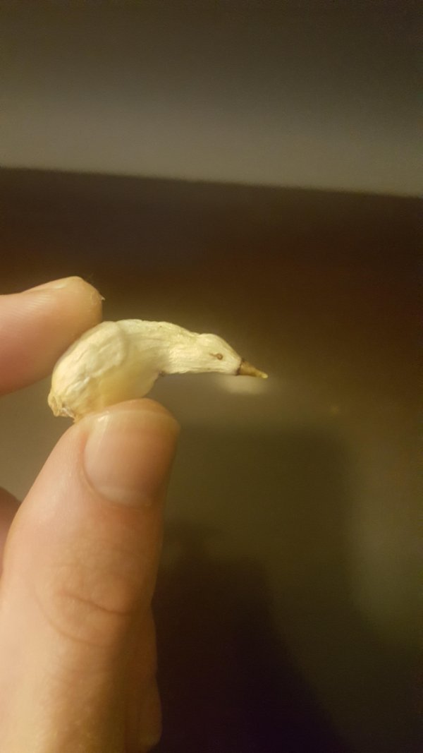 This shriveled garlic that kind of looks like bird with no legs.