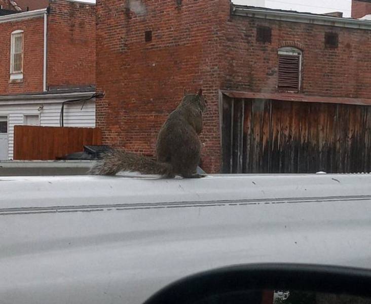 “A giant squirrel spotted across the road”