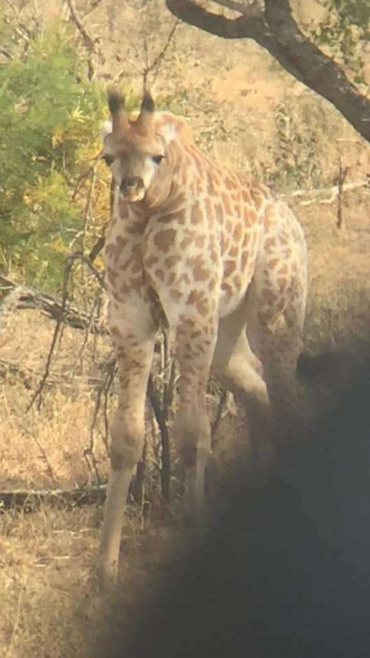 “The fabled short-necked giraffe”