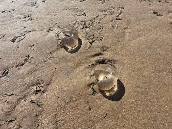 Found on a beach in North Queensland Australia. About doughnut size and there was hundreds of them on a sand bar on low tide. They are pretty much perfectly clear and I couldn’t find anything inside them. Squishy like a gummy lolly.

A: It’s a snail sac