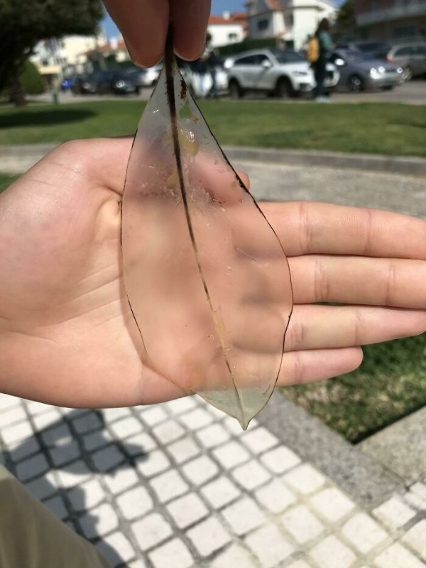 This leaf has been sitting on a fountain for a long time.