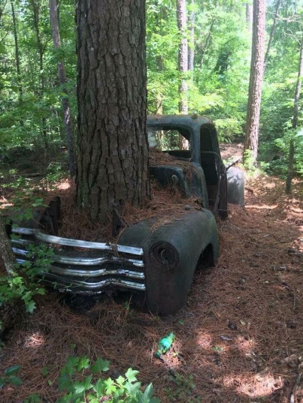 This tree growing through an old truck.