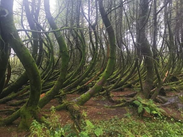 These bendy trees I saw on my walk this afternoon.