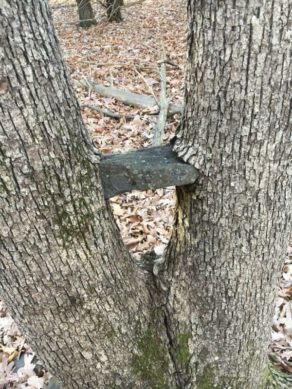 This rock my sisters and I put between these tree limbs 10ish years ago