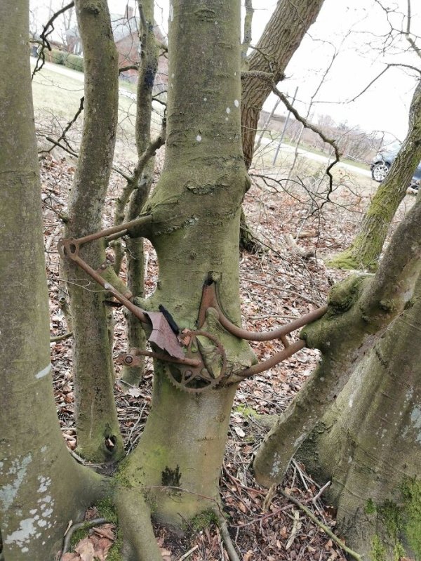 This forgotten bike that grew into a tree.