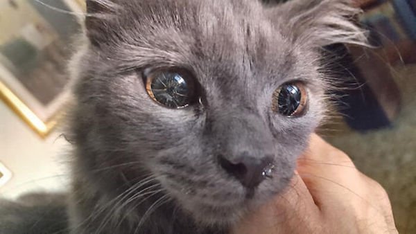 Cat’s Eye Look Shattered Due to Genetic Mutation