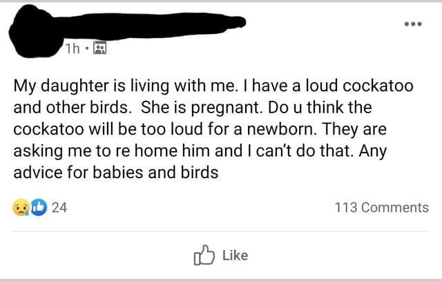 super entitled people - don t belong in this generation - 1h. My daughter is living with me. I have a loud cockatoo and other birds. She is pregnant. Do u think the cockatoo will be too loud for a newborn. They are asking me to re home him and I can't do 