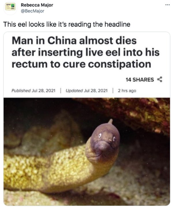 Ko Tao - Rebecca Major This eel looks it's reading the headline Man in China almost dies after inserting live eel into his rectum to cure constipation 14 Published | Updated | 2 hrs ago