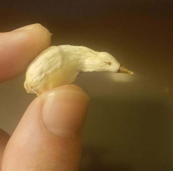 “Shriveled garlic that kind of looks like a bird with no legs.”