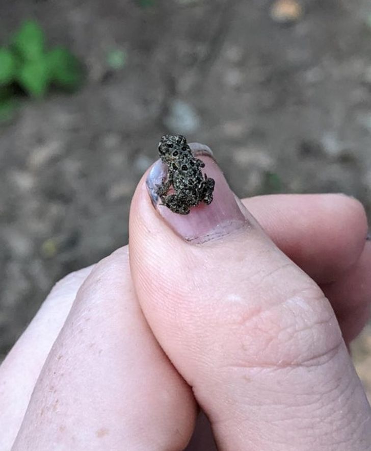 “I was at a state park in Wisconsin and I saw these really small toads.”